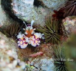 Harlequin shrimp are always a lucky find. Being one of th... by Rita Ganz 